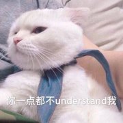 你一点都不 understanda我