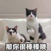 那你很棒棒哦（猫咪竖大拇指点赞）