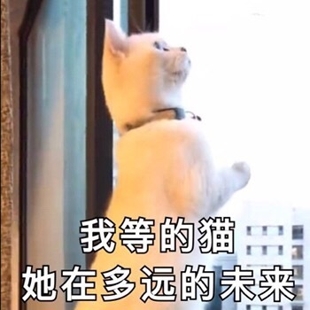 我等的猫，她在多远的未来