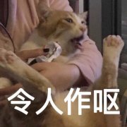 令人作呕(猫咪)