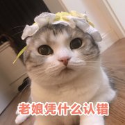 老娘凭什么认错(猫咪)