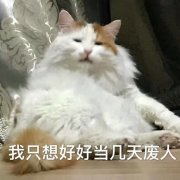 我只想好好当几天废人(猫咪)