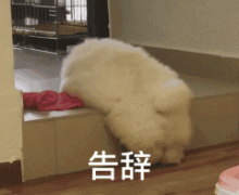 告辞（小短腿狗子 GIF）