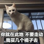 你就在此地，不要走动，我买几个橘子去（猫咪）