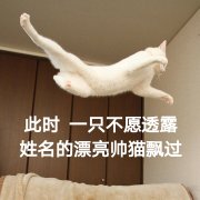 此时一只不愿透露姓名的漂亮帅猫飘过