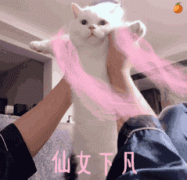 仙女下凡（猫咪 GIF 动图）