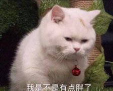 胖猫：我是不是有点胖了