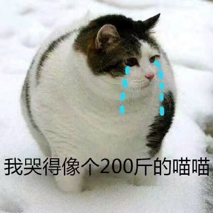 我哭得像个200斤的喵喵