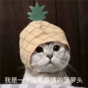 我是一个没有感情的菠萝头（猫咪）