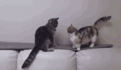 猫咪长腿压制 GIF 动图