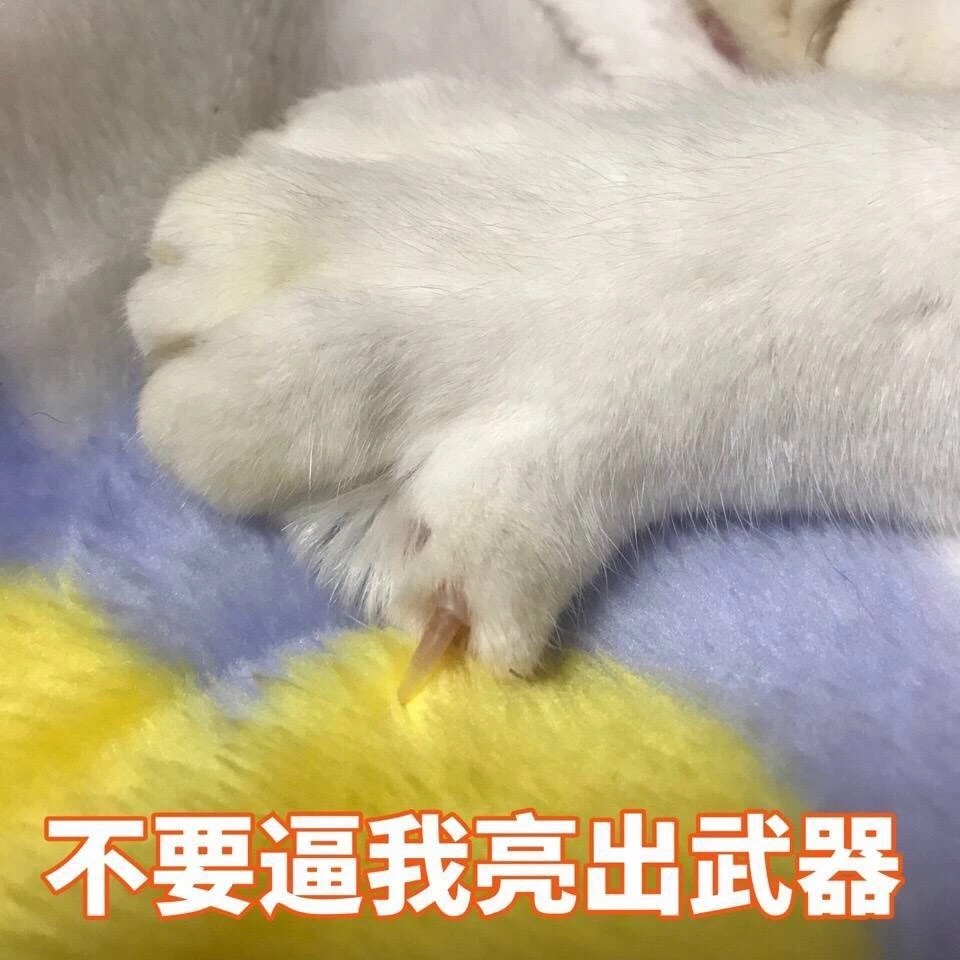 不要逼我亮出武器（猫爪）