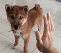 柴犬give me five
