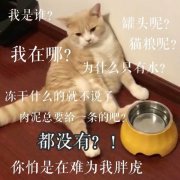 我是谁？我在哪？罐头呢？猫粮呢？为什么只有水？冻干什么的就不说了，肉泥总要给一条吧