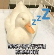 鸭鸭不想听你说话，鸭鸭想睡觉