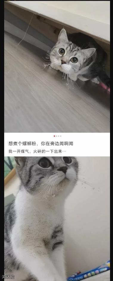不要轻易进厨房连胡子都烤糊了 不要轻易进厨房连胡子都烤糊了