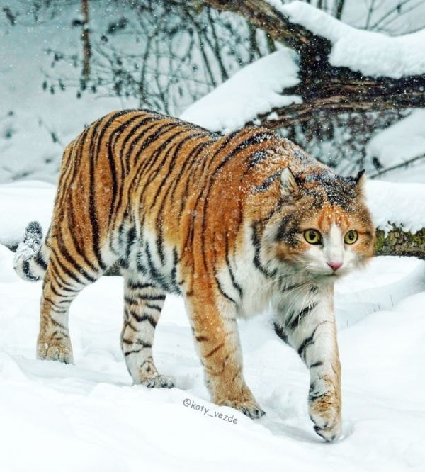 轻松一刻:嘴上很诚实,身体却很配合 轻松一刻:嘴上很诚实,身体却很配合