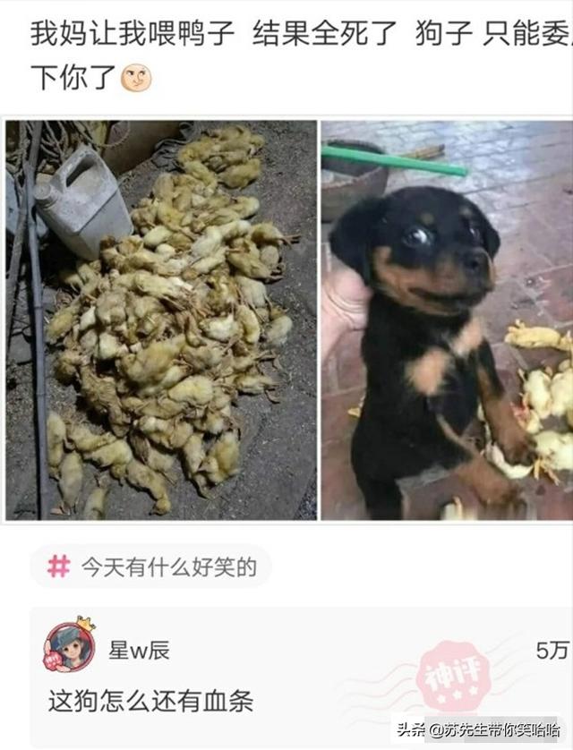 神回复:我妈让我喂鸭子,结果全死了,狗子只能委屈你了 神回复:我妈让我喂鸭子,结果全死了,狗子只能委屈你了