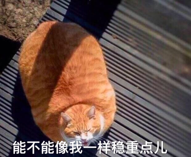 能不能像我一样稳重点儿（胖橘猫）