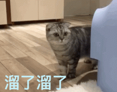 溜了溜了（猫咪）