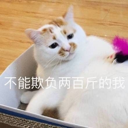 不能欺负两百斤的我