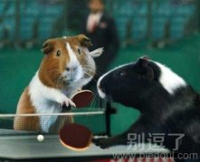 仓鼠乒乓球图片 仓鼠乒乓球图片