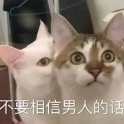 不要相信男人的话(猫咪表情包)