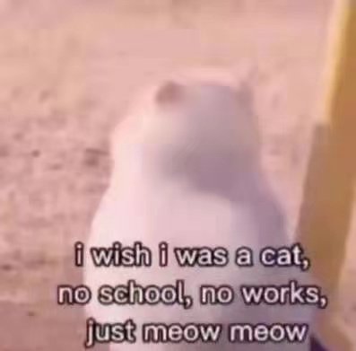i wish i was a cat ,school ,no works ,just meow meow