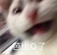 芭比Q了(猫咪表情包)