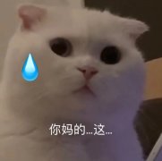 你妈的这 你妈的这