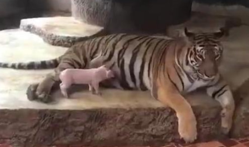 轻松一刻:我真没事,我吃辣条呢! 轻松一刻:我真没事,我吃辣条呢!