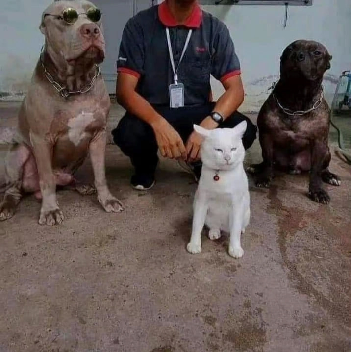 轻松一刻:我真没事,我吃辣条呢! 轻松一刻:我真没事,我吃辣条呢!