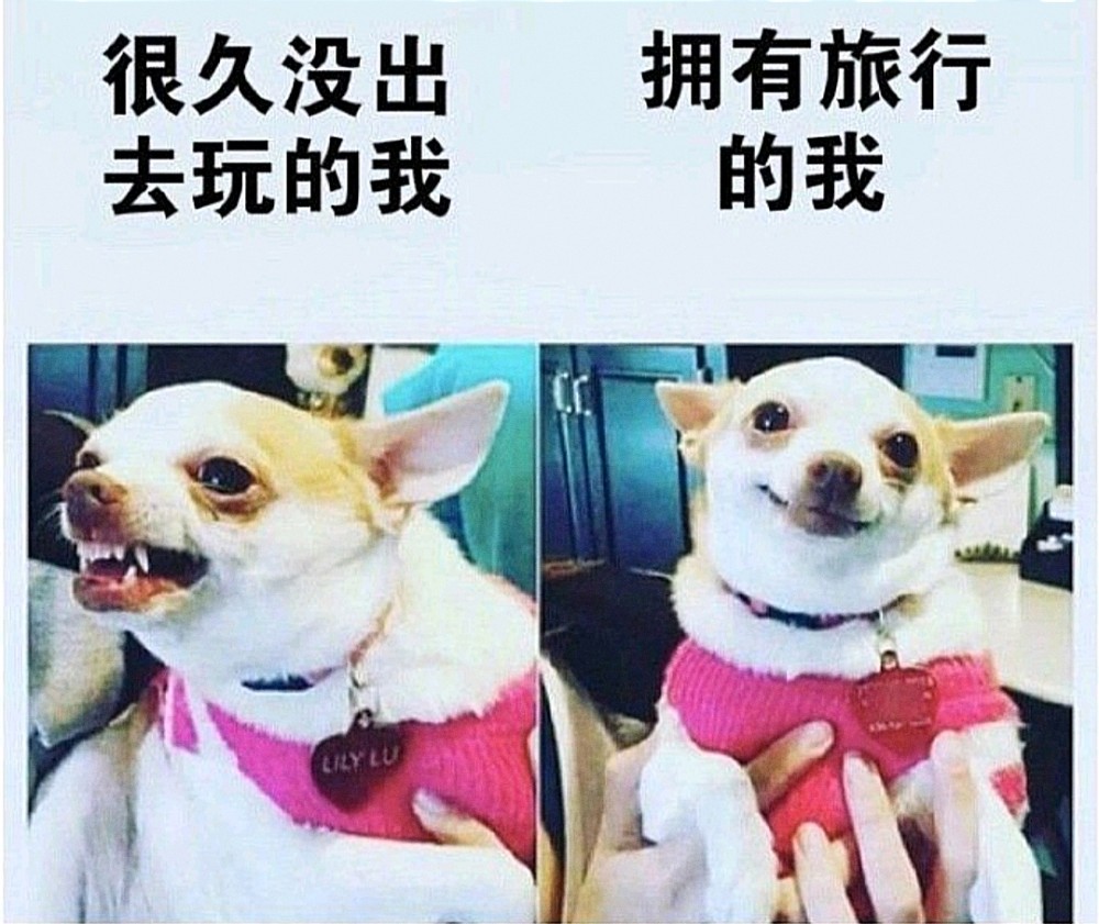 搞笑趣图:当你在超市买了新鲜的水果,并在家里放了两天后…… 搞笑趣图:当你在超市买了新鲜的水果,并在家里放了两天后……