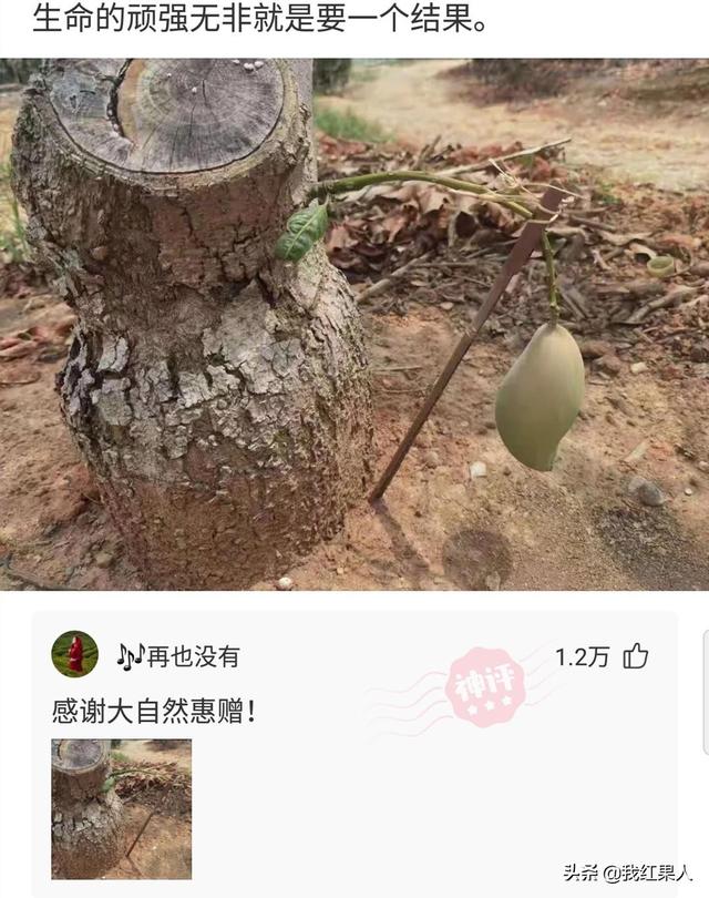 “脑袋痒了大半年,今天总算舒服了!”这到底是什么东西呢? “脑袋痒了大半年,今天总算舒服了!”这到底是什么东西呢?