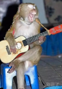 这么认真唱歌的猴子，你见过吗