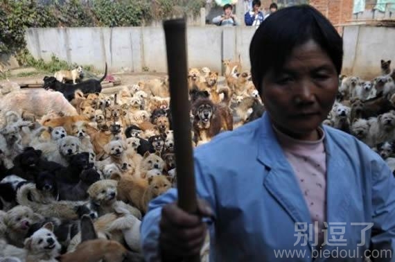 她收养了1500多条狗 她收养了1500多条狗
