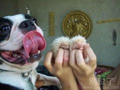 来来来,舔舔试试 来来来,舔舔试试