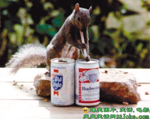 搞笑动物--给生活加点料