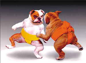 搞笑动物--给生活加点料