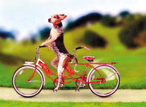 搞笑动物--给生活加点料