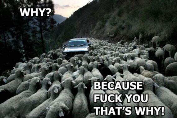 搞笑趣图 一周精选