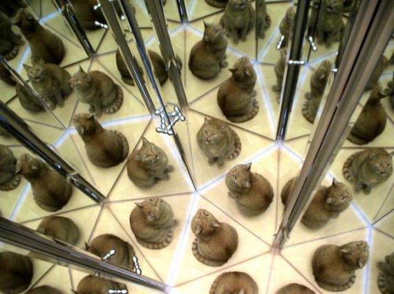 猫咪图片大全--可爱的宠物猫咪图片