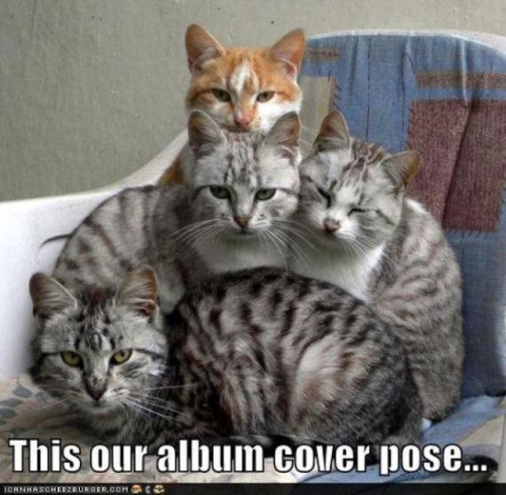 猫咪图片大全--可爱的宠物猫咪图片