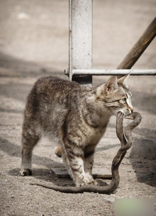 动物大战 谁主沉浮！