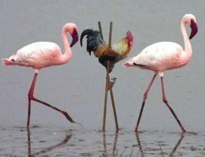 动物图片--可爱死人了