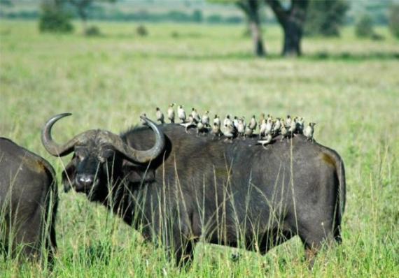 动物图片--可爱死人了