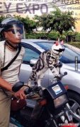 有网友拍下一男子光天化日之下在大马路上遛猫，谁来告诉我这什么鬼