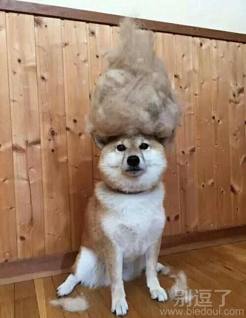 这发型谁给设计的 这发型谁给设计的