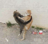 我和你没玩，你个猫操的！