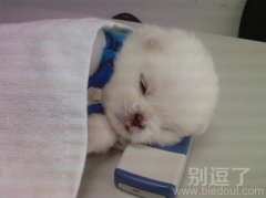 你们去别逗了看笑话吧，别打扰我睡觉