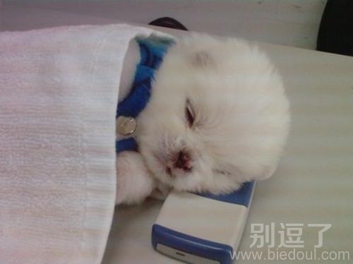 你们去别逗了看笑话吧，别打扰我睡觉